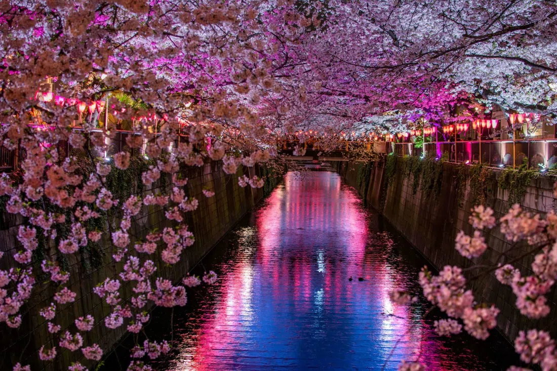 Arigato Japan Evening Hanami Tour, Tokio