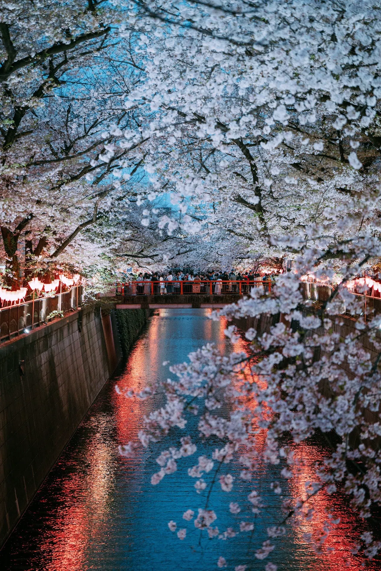 東京の桜シーズン:目黒から上野までのルート