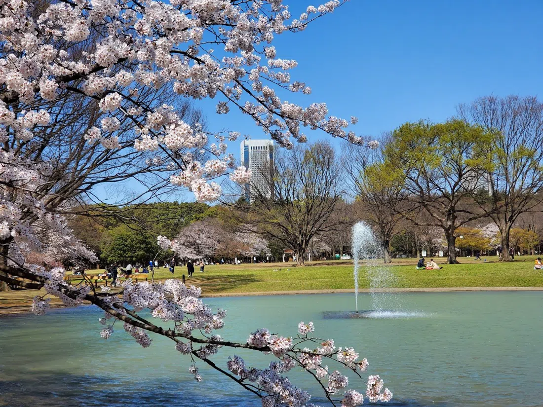 代々木公園、東京