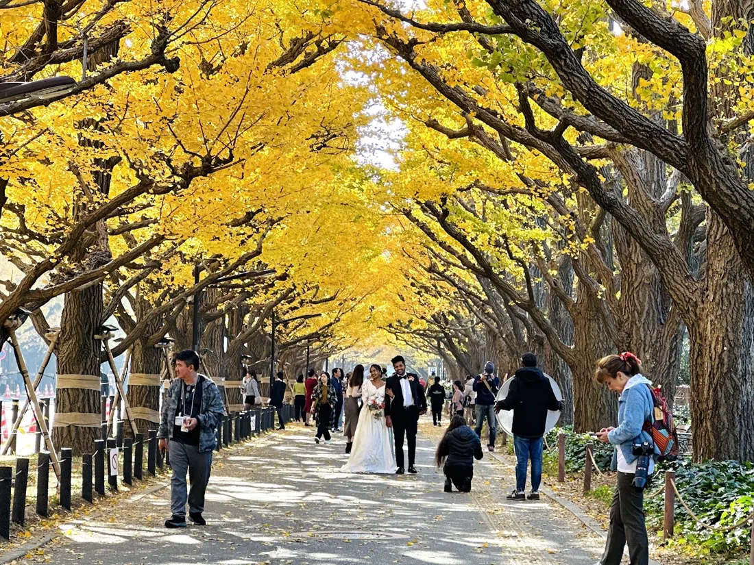 Meiji Jingu Gaien Ginkgo Avenue (Icho Namiki), Tokyo