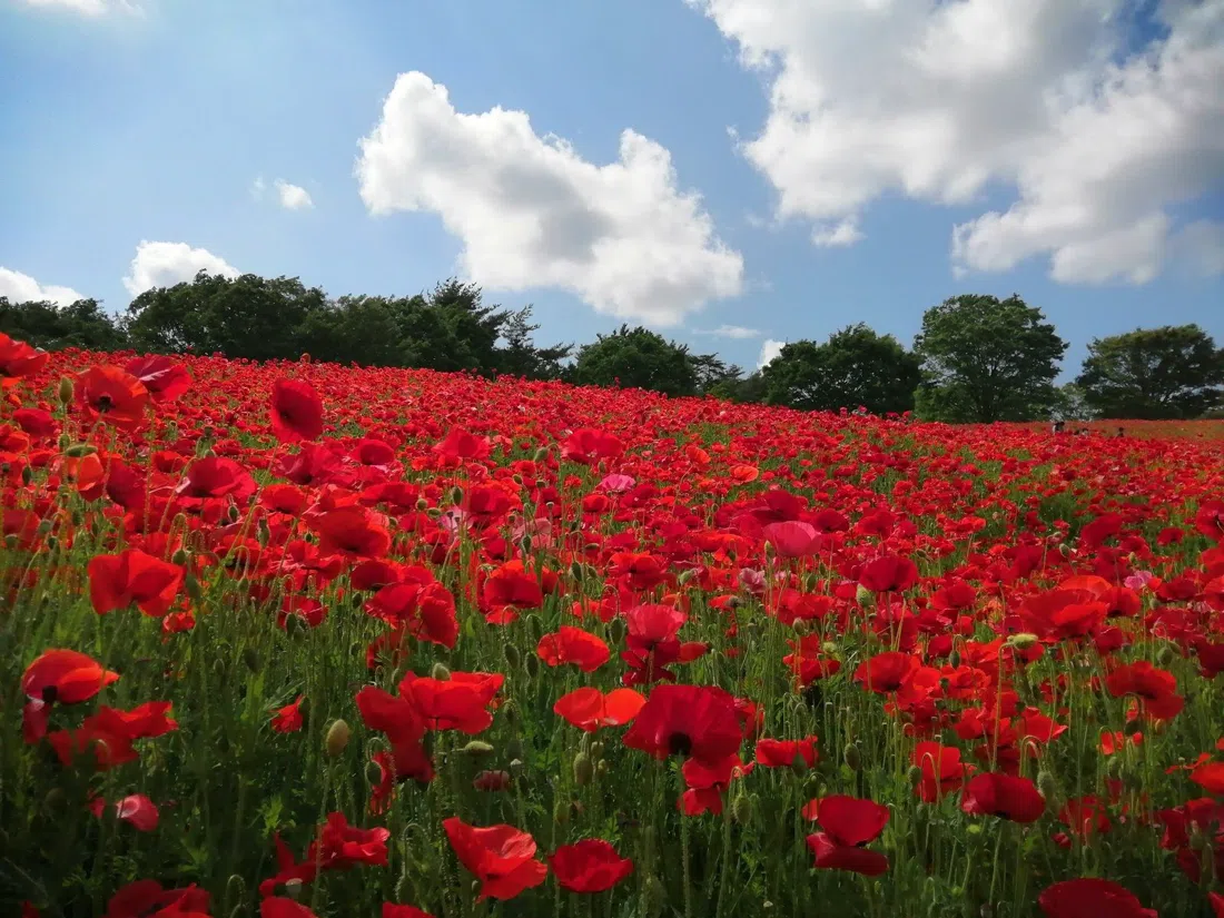 Showa Kinen Park (National Showa Memorial Park), Tokyo